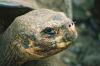 (c) Copyright - Raphael Kessler 2011 - Ecuador - Galapagos - Giant tortoise head close up