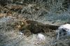 (c) Copyright - Raphael Kessler 2011 - Ecuador - Galapagos - Land iguana