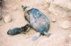 (c) Copyright - Raphael Kessler 2011 - Ecuador - Galapagos - Sealion pup nursing