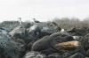 (c) Copyright - Raphael Kessler 2011 - Ecuador - Galapagos - Boobies and sealions