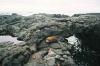 (c) Copyright - Raphael Kessler 2011 - Ecuador - Galapagos - Crabs and sealions relaxing