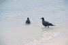 (c) Copyright - Raphael Kessler 2011 - Ecuador - Galapagos - Grey birds