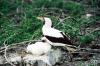 (c) Copyright - Raphael Kessler 2011 - Ecuador - Masked boobie and chick