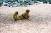 (c) Copyright - Raphael Kessler 2011 - Ecuador - Galapagos - Sealion pups