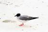 (c) Copyright - Raphael Kessler 2011 - Ecuador - Galapagos - Red eye boobie