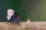 (c) Copyright - Raphael Kessler 2014 - Argentina - Iguazu - Butterfly