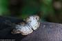 (c) Copyright - Raphael Kessler 2014 - Argentina - Iguazu - Butterfly