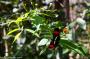 (c) Copyright - Raphael Kessler 2014 - Argentina - Iguazu - Butterfly