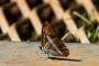 (c) Copyright - Raphael Kessler 2014 - Argentina - Iguazu - Butterfly