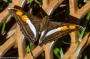 (c) Copyright - Raphael Kessler 2014 - Argentina - Iguazu - Butterfly