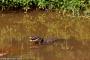 (c) Copyright - Raphael Kessler 2014 - Argentina - Iguazu - Caiman