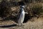 (c) Copyright - Raphael Kessler 2014 - Argentina - Punto Tombo - Magellan penguin