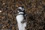 (c) Copyright - Raphael Kessler 2014 - Argentina - Punto Tombo - Magellan penguin