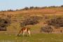 (c) Copyright - Raphael Kessler 2014 - Argentina - Punto Tombo - Guanaco