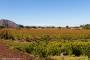(c) Copyright - Raphael Kessler 2014 - Chile - Santa Cruz - La Postolle vineyard