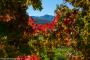 (c) Copyright - Raphael Kessler 2014 - Chile - Santa Cruz - La Postolle vineyard