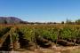 (c) Copyright - Raphael Kessler 2014 - Chile - Santa Cruz - La Postolle vineyard