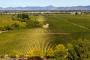 (c) Copyright - Raphael Kessler 2014 - Chile - Santa Cruz - La Postolle vineyard
