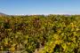 (c) Copyright - Raphael Kessler 2014 - Chile - Santa Cruz - La Postolle vineyard