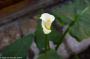 (c) Copyright - Raphael Kessler 2014 - Peru - Arequipa - Casa de Melgar - Cala lilly
