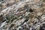 (c) Copyright - Raphael Kessler 2014 - Peru - Paracas - Ballestas Islands - Humboldt Penguins 2