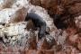 (c) Copyright - Raphael Kessler 2014 - Peru - Paracas - Ballestas Islands - Fur Seal