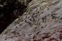 (c) Copyright - Raphael Kessler 2014 - Peru - Paracas - Ballestas Islands - birds