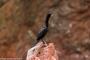 (c) Copyright - Raphael Kessler 2014 - Peru - Paracas - Ballestas Islands - Guanayo