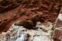 (c) Copyright - Raphael Kessler 2014 - Peru - Paracas - Ballestas Islands - Fur Seal 4