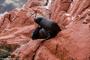 (c) Copyright - Raphael Kessler 2014 - Peru - Paracas - Ballestas Islands - Fur Seal 5