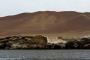 (c) Copyright - Raphael Kessler 2014 - Peru - Paracas - Candelabra 1
