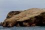 (c) Copyright - Raphael Kessler 2014 - Peru - Paracas - Ballestas Islands birds circling