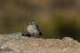 (c) Copyright - Raphael Kessler 2014 - Peru - Colca Canyon - bird 4