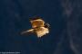 (c) Copyright - Raphael Kessler 2014 - Peru - Colca Canyon - falcon 2