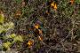 (c) Copyright - Raphael Kessler 2014 - Peru - Colca Canyon - hummingbird feeding 2