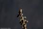 (c) Copyright - Raphael Kessler 2014 - Peru - Colca Canyon - hummingbird  1