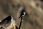 (c) Copyright - Raphael Kessler 2014 - Peru - Colca Canyon - bird  1