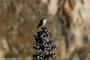 (c) Copyright - Raphael Kessler 2014 - Peru - Colca Canyon - bird 2