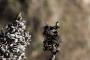 (c) Copyright - Raphael Kessler 2014 - Peru - Colca Canyon - hummingbirds