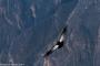 (c) Copyright - Raphael Kessler 2014 - Peru - Colca Canyon - Male Condor 2