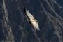 (c) Copyright - Raphael Kessler 2014 - Peru - Colca Canyon - Female Condor 2