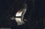 (c) Copyright - Raphael Kessler 2014 - Peru - Colca Canyon - Male Condor 8