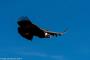 (c) Copyright - Raphael Kessler 2014 - Peru - Colca Canyon - Male Condor 13