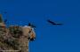 (c) Copyright - Raphael Kessler 2014 - Peru - Colca Canyon - Condor Group 3