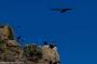 (c) Copyright - Raphael Kessler 2014 - Peru - Colca Canyon - Condor Group 5
