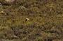 (c) Copyright - Raphael Kessler 2014 - Peru - Colca Canyon fox