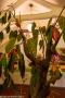 (c) Copyright - Raphael Kessler 2014 - Peru - Cusco - Choco Museum - Fake Cacao tree