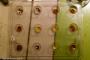 (c) Copyright - Raphael Kessler 2014 - Peru - Cusco - Choco Museum - my chocs prepared