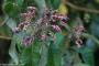 (c) Copyright - Raphael Kessler 2014 - Peru - Machu Picchu - Hummingbird