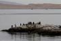 (c) Copyright - Raphael Kessler 2014 - Peru - Paracas - cormorants